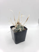#9C Tephrocactus Articulate Paper Spine 2"
