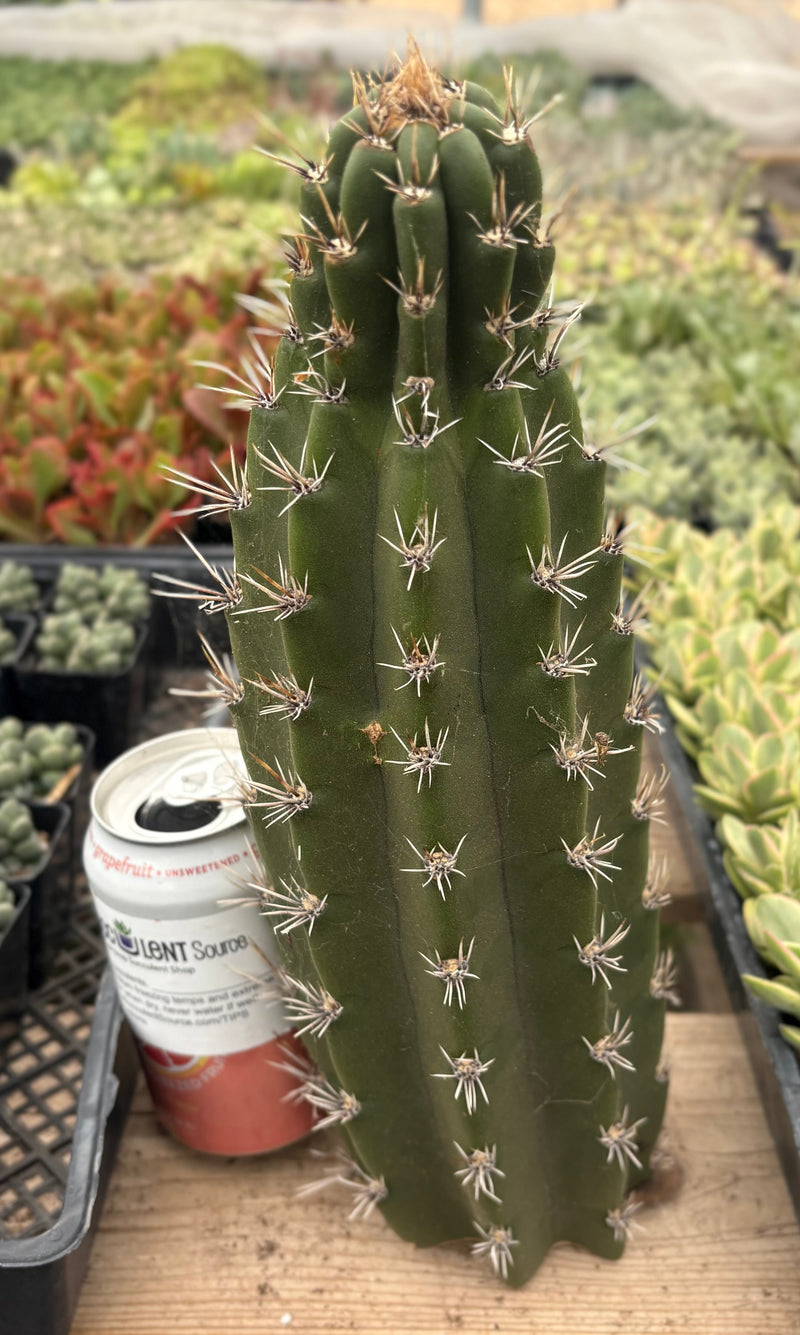 #EC75 EXACT Castellanosia / Browningia Caineana cactus cutting