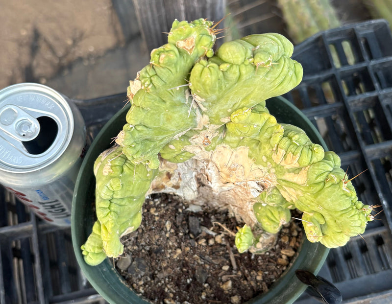 #EC190 EXACT Trichocereus Bridgesii Monstrose Crest TBMC Ornamental Cactus