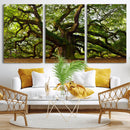 Angel Oak Tree Wall Art Canvas Print | Forest Tree Nature