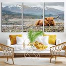 Highland Cow Horn Farm Wall Art Canvas Print