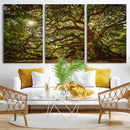Ancient Angel Oak Tree Art Sunburst Canvas Print-