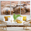 Lion Pair Wall Art Canvas Print – Framed Wildlife Scene with