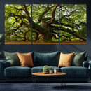 Angel Oak Tree Wall Art Canvas Print | Forest Tree Nature