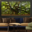 Angel Oak Tree Wall Art Canvas Print | Forest Tree Nature