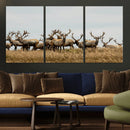Elk Herd Wall Art Canvas Print – Framed Wildlife Photography