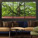Framed Angel Oak Tree Wall Art - 3-Panel Canvas Prints,
