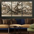 Sepia Framed Angel Oak Tree Wall Art - 3-Panel Canvas