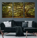 Ancient Angel Oak Tree Art Sunburst Canvas Print-