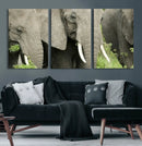 Wild Elephant Wall Art Canvas Print by MyGreatCanvas | Canvas Wall Art Prints | Photo Prints & Wall Decor