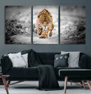 Jaguar Wall Art Canvas Print - Majestic Big Cat in Focused by MyGreatCanvas | Canvas Wall Art Prints | Photo Prints & Wall Decor