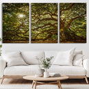 Ancient Angel Oak Tree Art Sunburst Canvas Print-