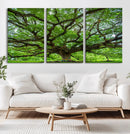 Angel Oak Tree Wall Art Canvas Print – Framed Majestic
