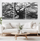 Ancient Oak Wall Art Canvas Print – Gnarled Tree Twisted