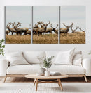 Elk Herd Wall Art Canvas Print – Framed Wildlife Photography