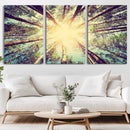 Tree and Sunshine Canvas Print