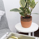 5.5 inch Clay-Black Color Modern Pot