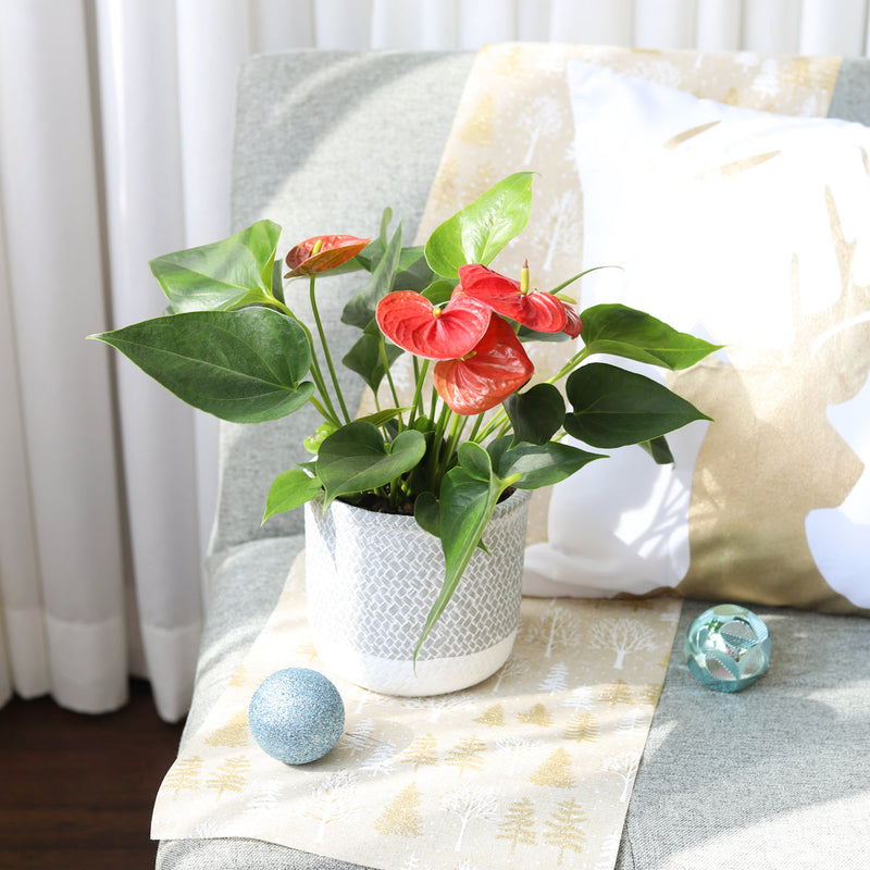 6 inch Reed Grey Round Cement Planter