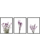 Lavender flowers