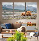 Highland Cow Horn Farm Wall Art Canvas Print