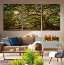 Ancient Angel Oak Tree Art Sunburst Canvas Print-