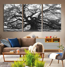 Ancient Oak Wall Art Canvas Print – Gnarled Tree Twisted by MyGreatCanvas | Canvas Wall Art Prints | Photo Prints & Wall Decor