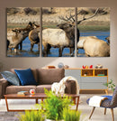 Wild Elk Wall Art Canvas Print – Framed Neutral Wildlife