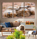 Lion Pair Wall Art Canvas Print – Framed Wildlife Scene with