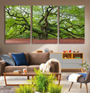 Framed Angel Oak Tree Wall Art - 3-Panel Canvas Prints,