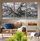 Black White Angel Oak Tree Wall Art - Timeless
