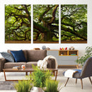 Angel Oak Tree Wall Art Canvas Print | Forest Tree Nature