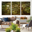 Ancient Angel Oak Tree Art Sunburst Canvas Print-