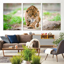 Leopard on the Prowl - Stunning Large Framed Leopard Wall