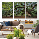 Historic Tree Wall Art – Framed Mossy Branch Canvas Artwork, by MyGreatCanvas | Canvas Wall Art Prints | Photo Prints & Wall Decor