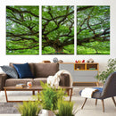 Angel Oak Tree Wall Art Canvas Print – Framed Majestic