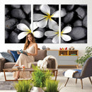 Plumeria Frangipani Black Stone Canvas | White Flower Spa by MyGreatCanvas | Canvas Wall Art Prints | Photo Prints & Wall Decor