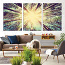 Tree and Sunshine Canvas Print