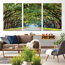 Wormsloe State Plantation Driveway Wall Art Canvas Print