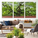 Framed Angel Oak Tree Wall Art - 3-Panel Canvas Prints,