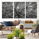 Majestic Angel Oak Tree Black and White Canvas Print – Multi