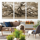 Sepia Framed Angel Oak Tree Wall Art - 3-Panel Canvas