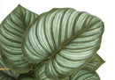13" Tall Artificial Epipremnum Plants Set of 2 by HouseOfZazla