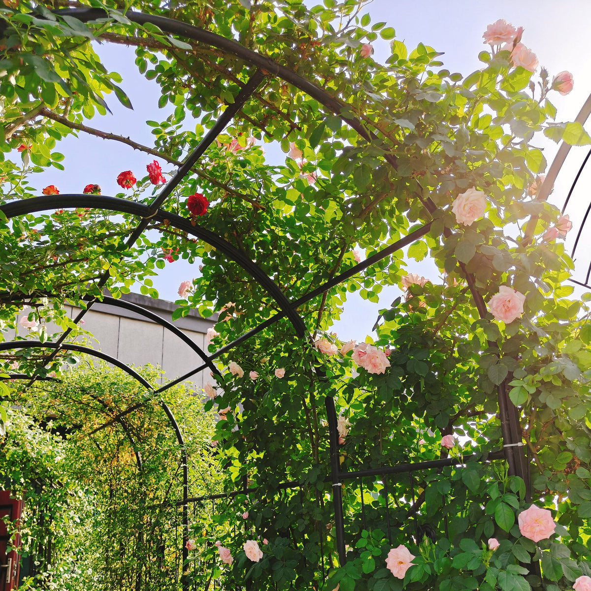 Metal Garden Arch with Two Plant Stands, photo 10 of 10