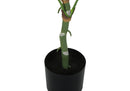 54" Tall Artificial Dieffenbachia Tree Indoor Faux Floor Plant by HouseOfZazla