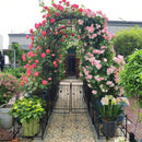 Metal Garden Arch with Two Plant Stands
