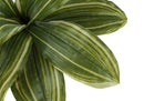 17" Tall Artificial Dracaena Plant, Indoor Faux Greenery by HouseOfZazla
