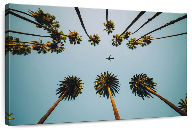 Plane Below Palm Trees Wall Art