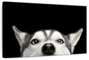 Peeking Siberian Husky Wall Art