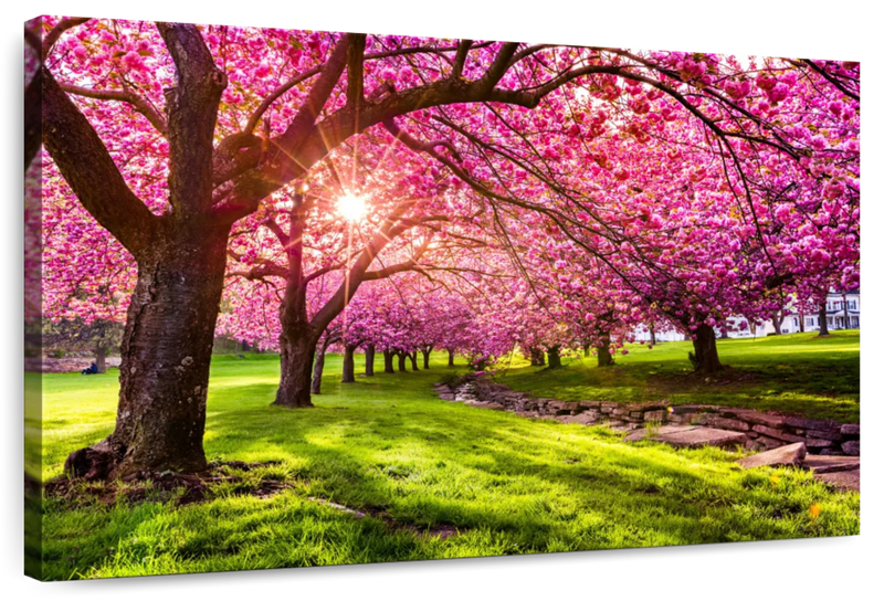 Cherry Blossom Garden Wall Art