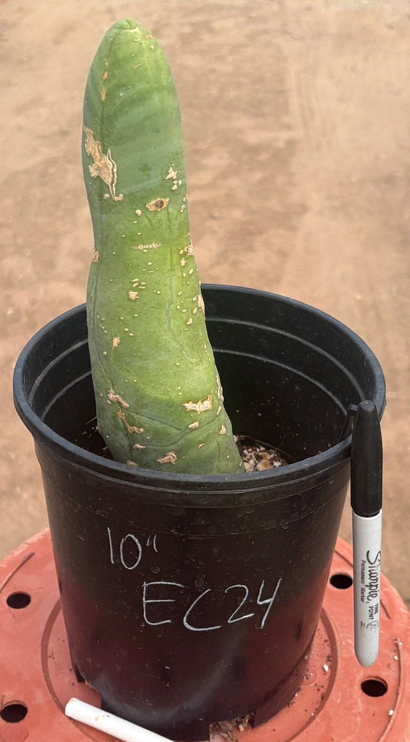 #EC24 EXACT Trichocereus Bridgesii TBM  Penis monstrose Long Form Cactus 10”